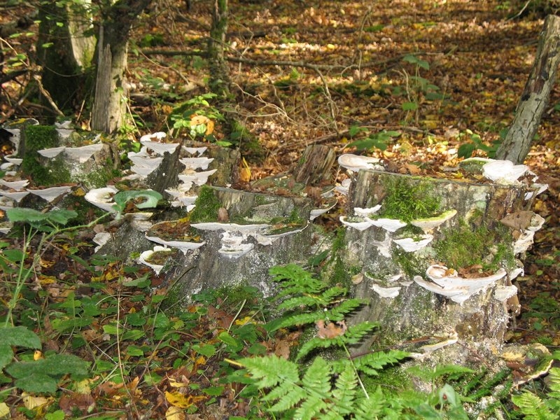 Trametes gibbosa 2